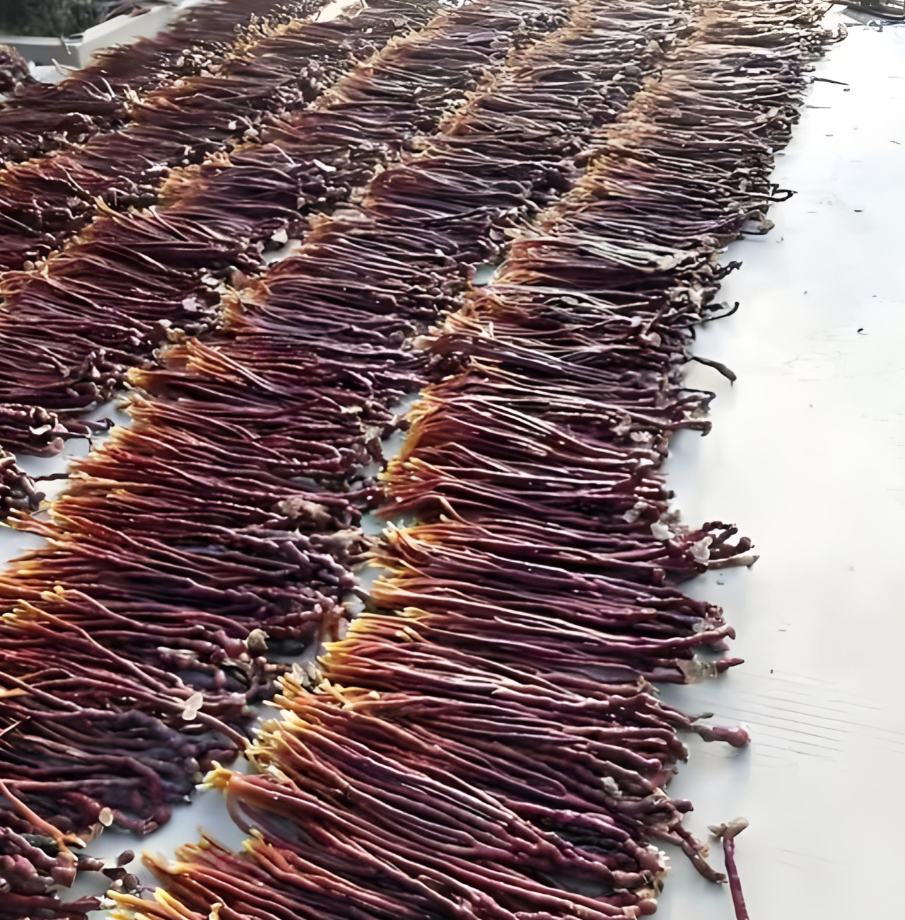 premium Antler Reishi premium Antler Reishi