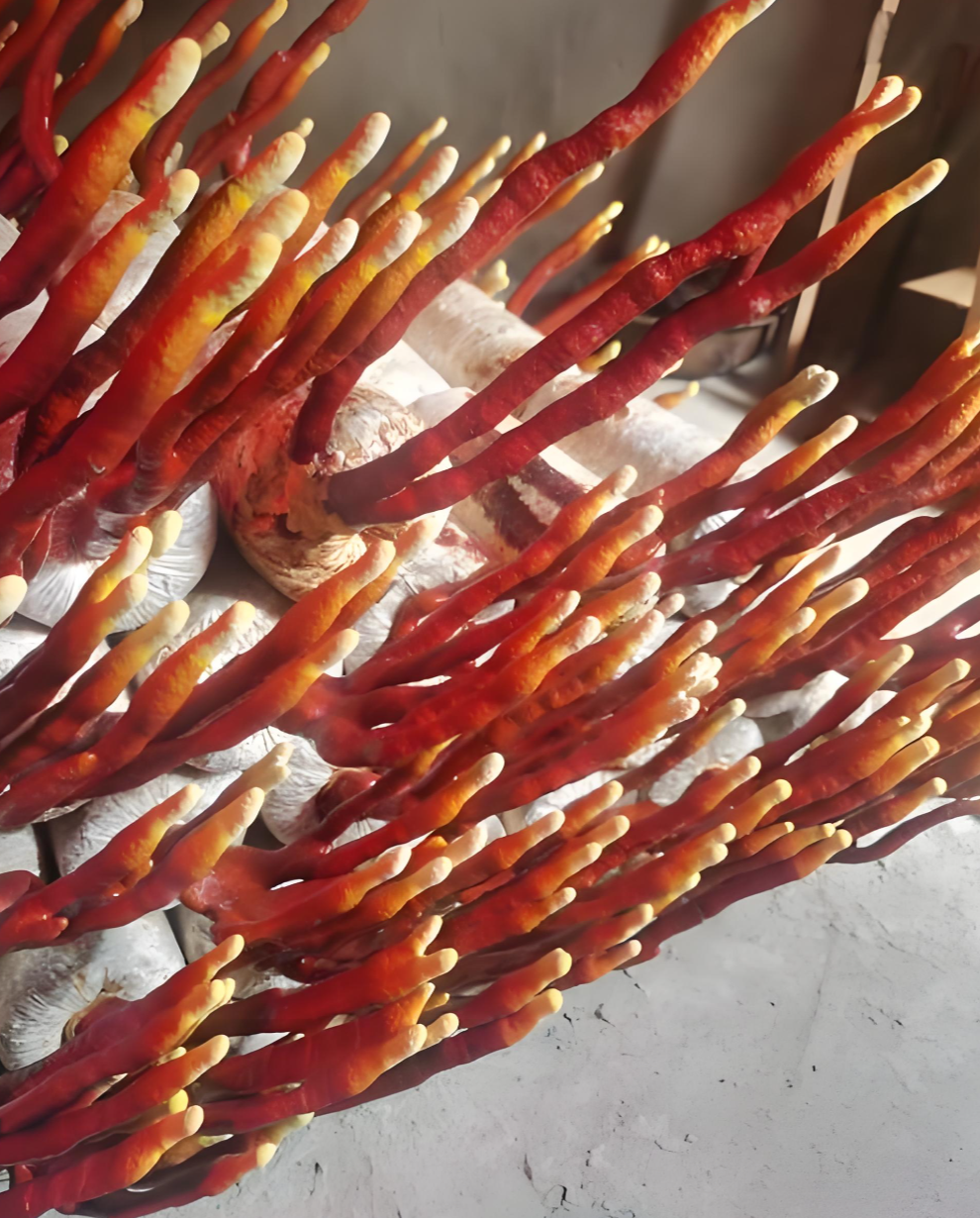 organic Reishi organic Reishi