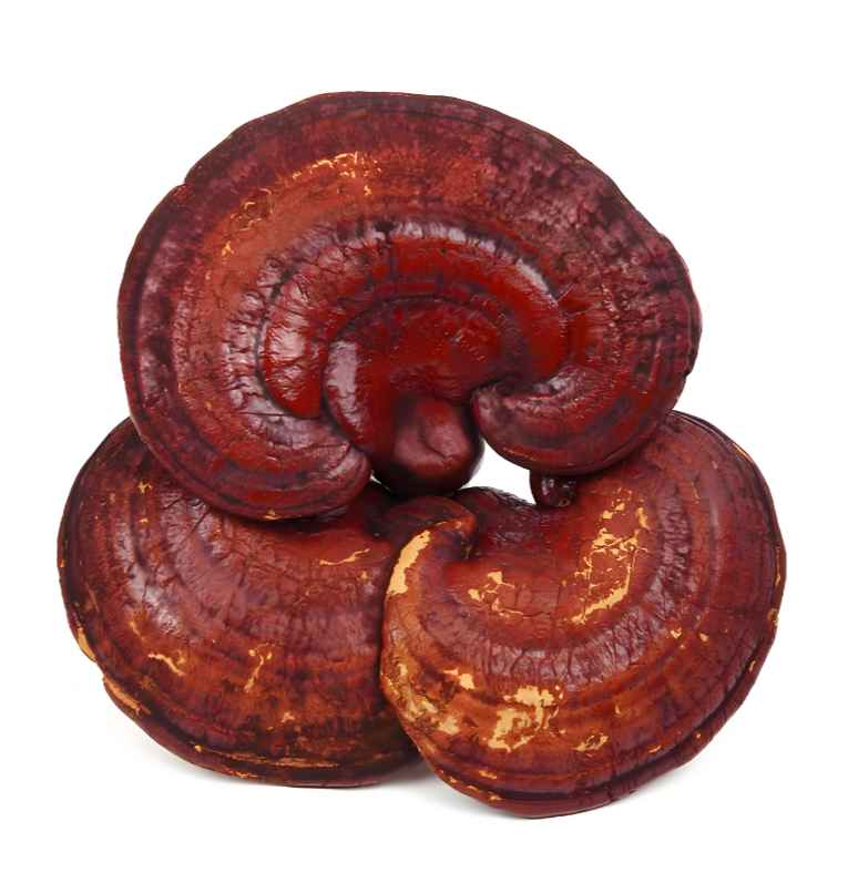 medicinal mushroom medicinal mushroom