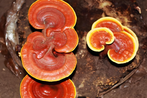 La rareté et la saveur des champignons corne de cerf de Dashanhe