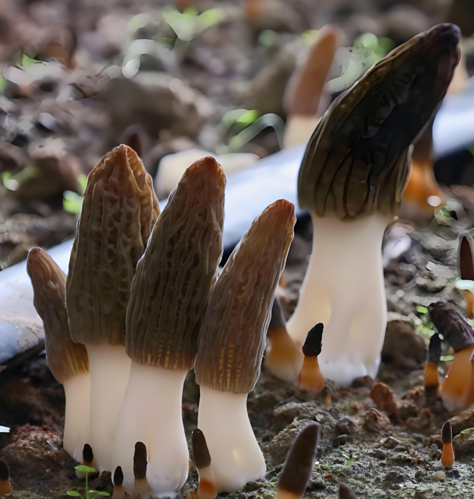 Dashanhe Morel mushrooms Dashanhe Morel mushrooms