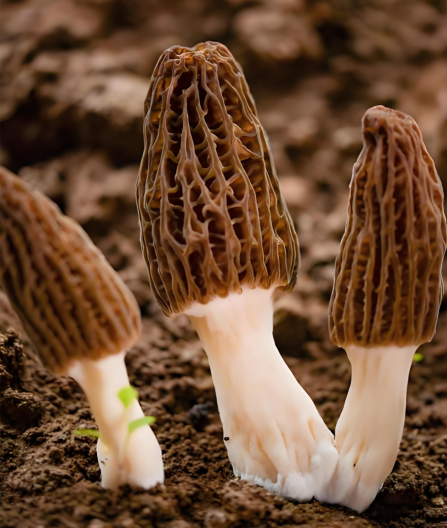 premium dried Morels premium dried Morels