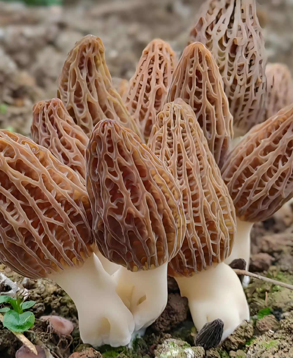 organic Morel mushrooms organic Morel mushrooms