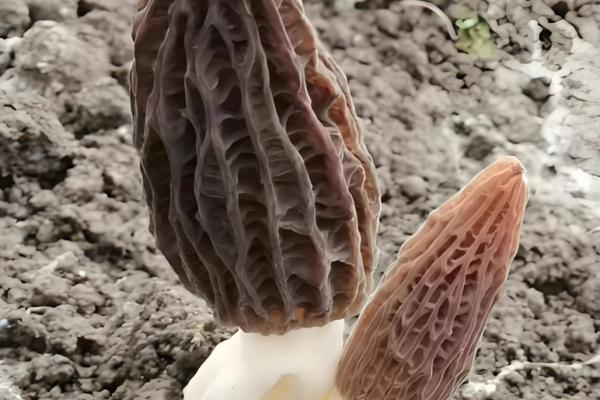A Guide to Morel Mushrooms from Dashanhe’s Proprietary Yunnan Farms