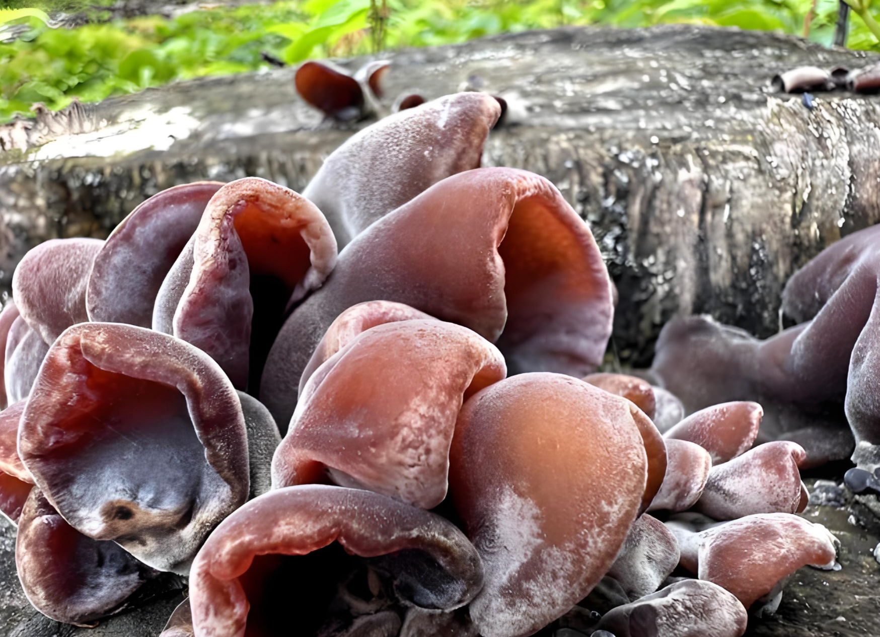 handpicked Yunnan mushrooms handpicked Yunnan mushrooms
