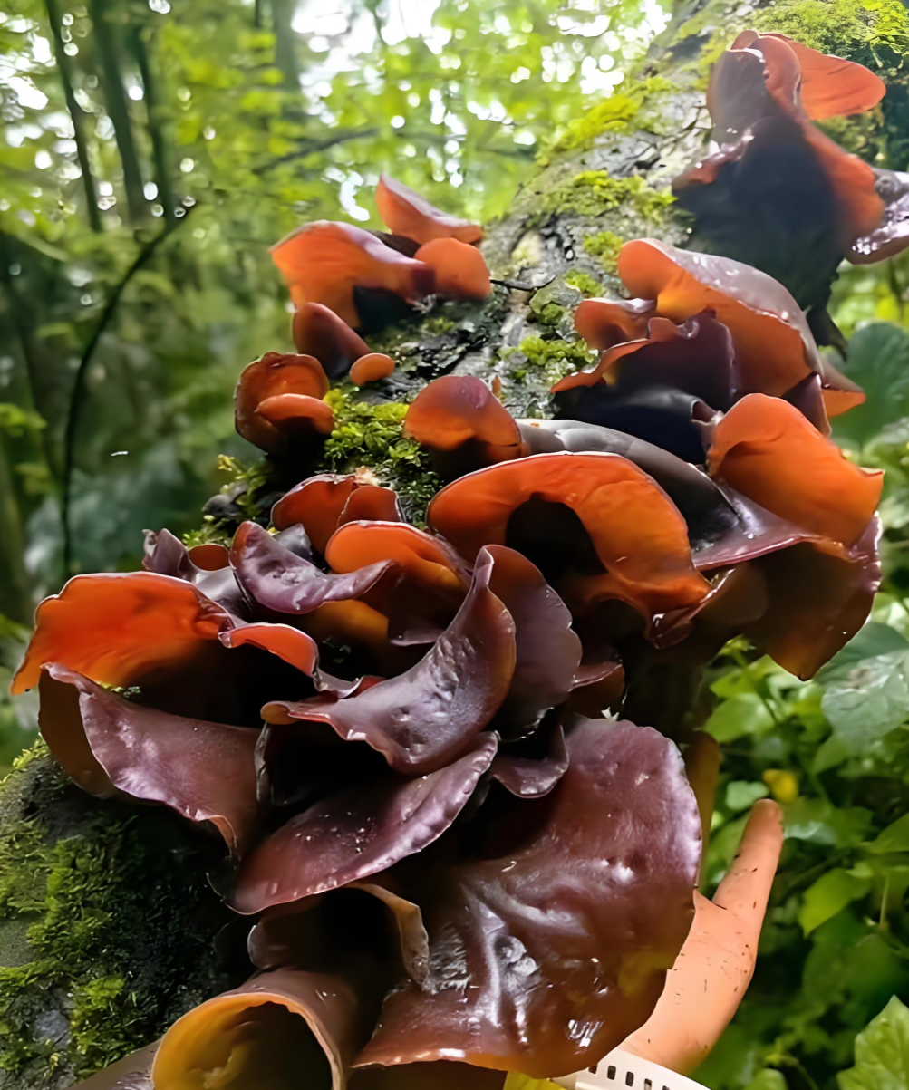 pristine forest mushrooms pristine forest mushrooms