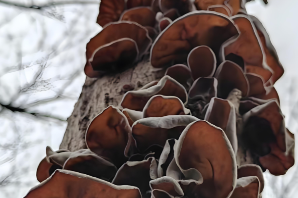 Hongos oreja de madera silvestre de Dashanhe: recolectados a mano en los bosques prístinos de Yunnan