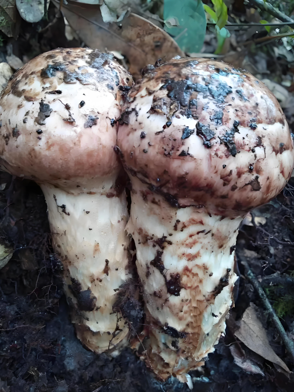 wild pine mushroom wild pine mushroom