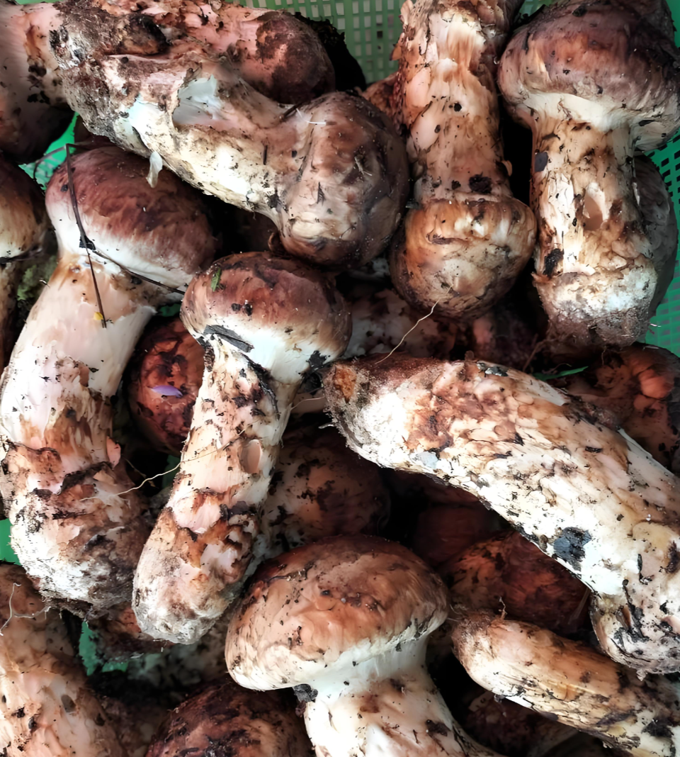 Tricholoma matsutake Tricholoma matsutake