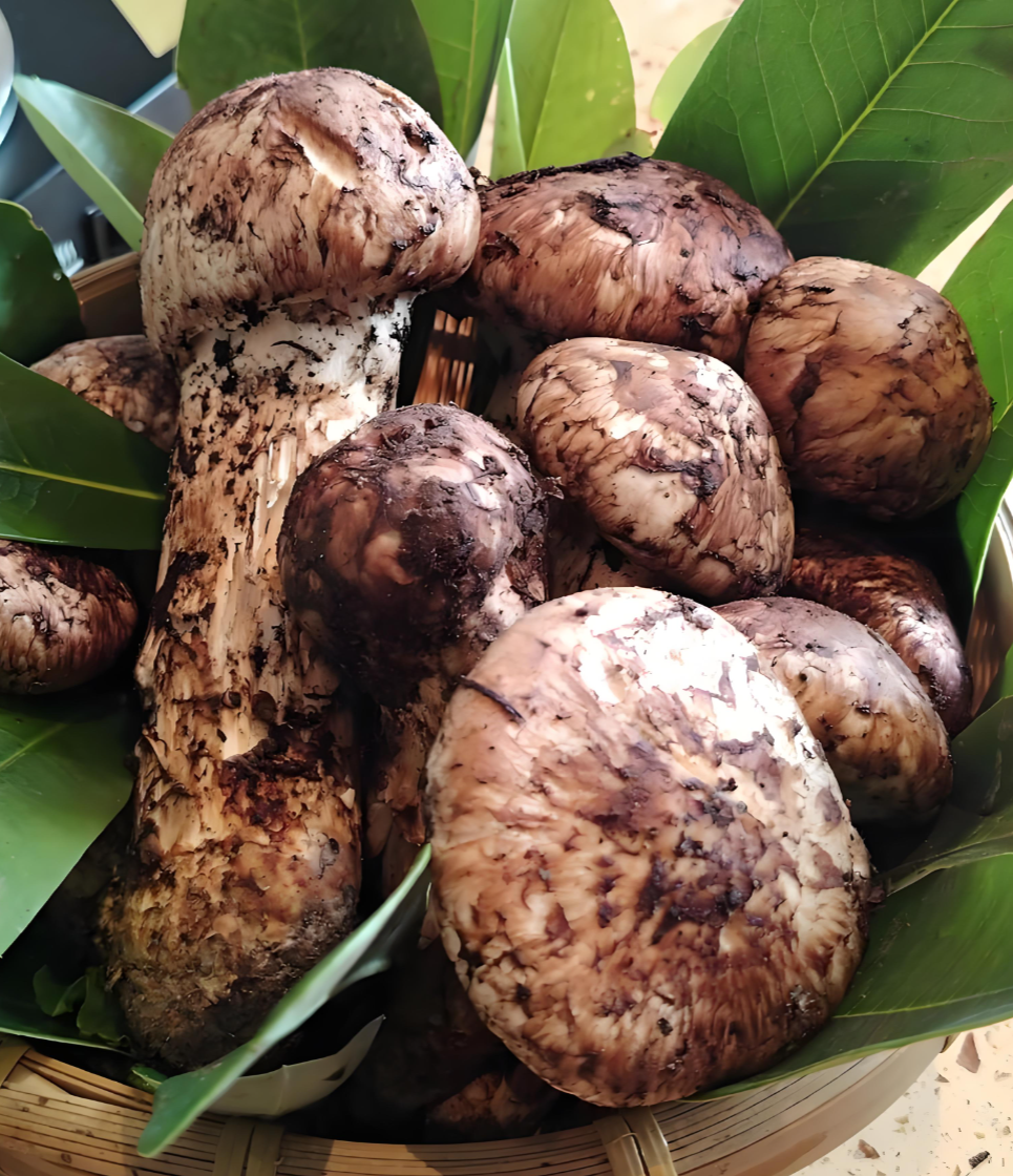 Yunnan Matsutake Yunnan Matsutake