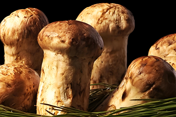 Cogumelo Matsutake de Dashanhe: Uma Sinfonia de Aroma e Textura