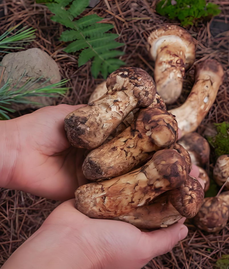 medicinal mushroom compounds medicinal mushroom compounds