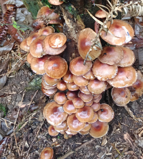 wild pine mushroom wild pine mushroom