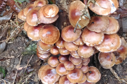 Die in den essbaren Pilzen von Dashanhe gefundenen immunmodulatorischen Verbindungen