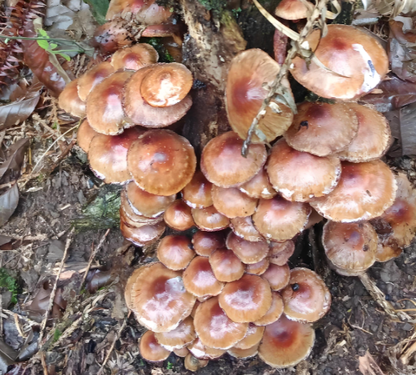 Los compuestos inmunomoduladores presentes en los hongos comestibles de Dashanhe