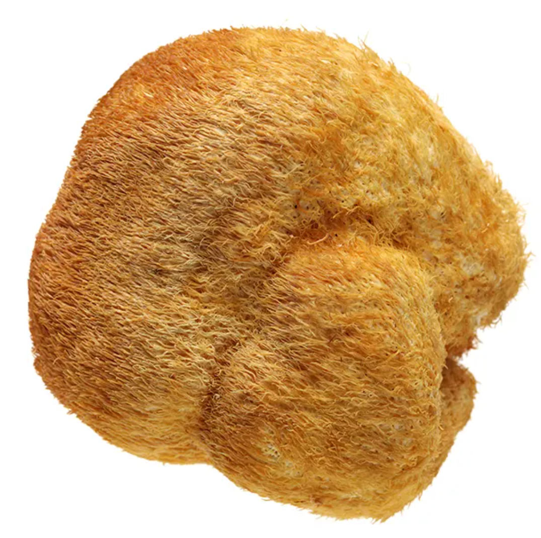 Dashanhe Lion's Mane Dashanhe Lion's Mane