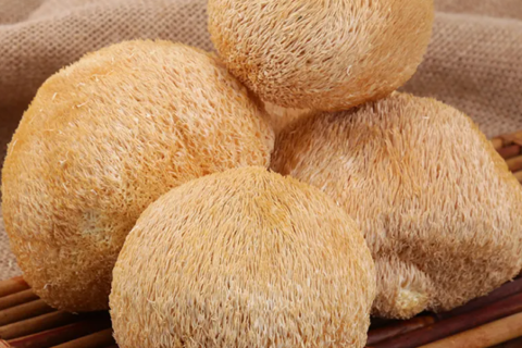 Bienfaits du champignon crinière de lion : comment le produit de Dashanhe contribue à la santé cérébrale