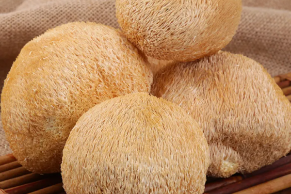 Польза гриба Львиная грива: как продукция Дашаньхэ поддерживает здоровье мозга