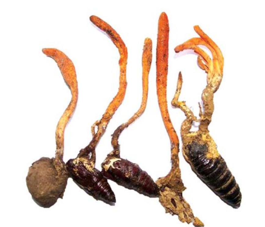 Dashanhe mushroom capsule