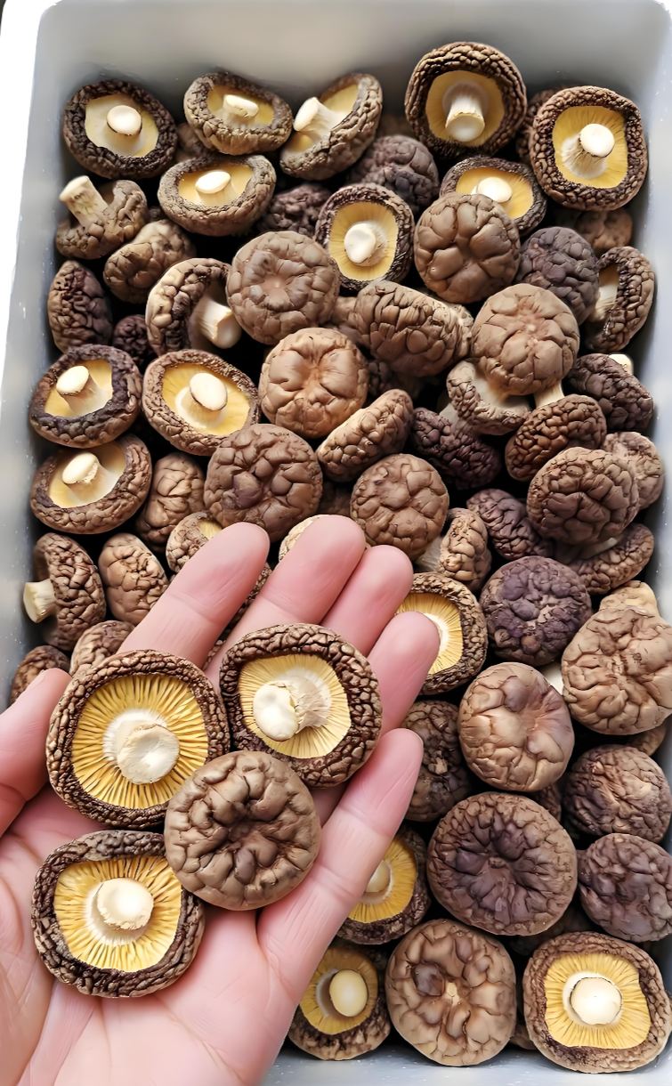 bulk dried mushroom supplier