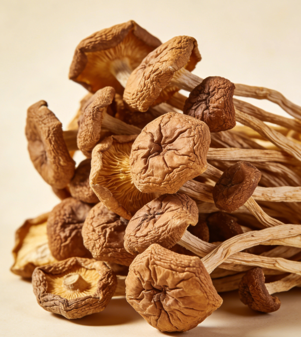 import dried mushroom products