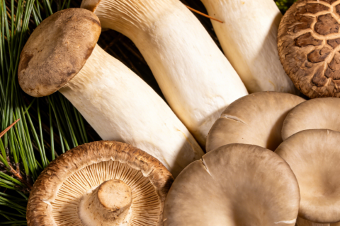 كيفية التحقق من معايير سلامة الأغذية عند شراء المنتجات المصنوعة من الفطر