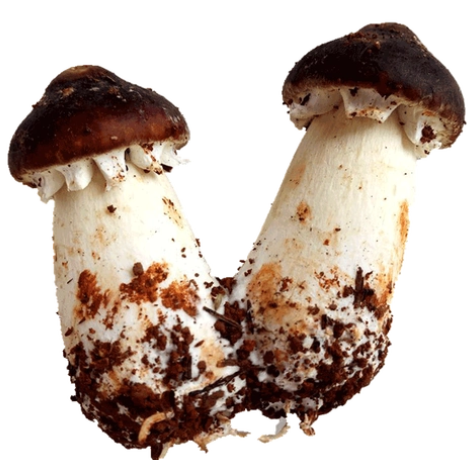 Agaricus blazei immune support Agaricus blazei immune support