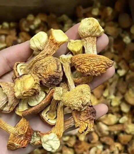 High-potency mushroom powder High-potency mushroom powder