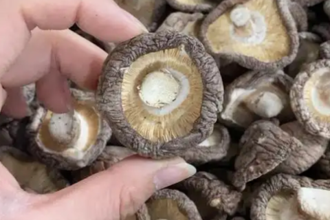 Shiitake-Pilze: Vergleich von sonnengetrockneten und ofengetrockneten Methoden für den Export