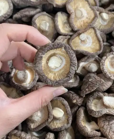 Грибы шиитаке: сравнение методов сушки на солнце и в печи для экспорта.