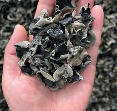 Black fungus wood ear Black fungus wood ear