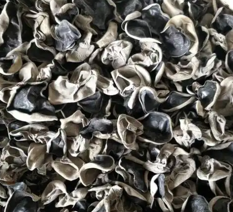 Auricularia auricula-judae Auricularia auricula-judae