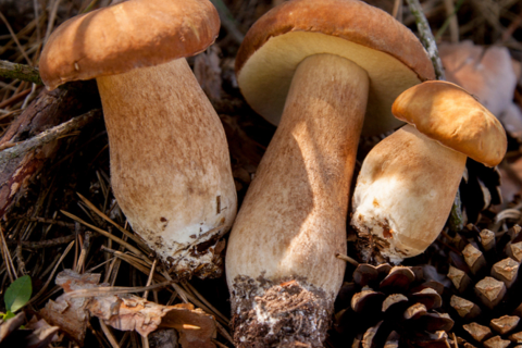 How Premium Dried Porcini Mushrooms Add More Value To Gourmet Retail And Foodservice Menus