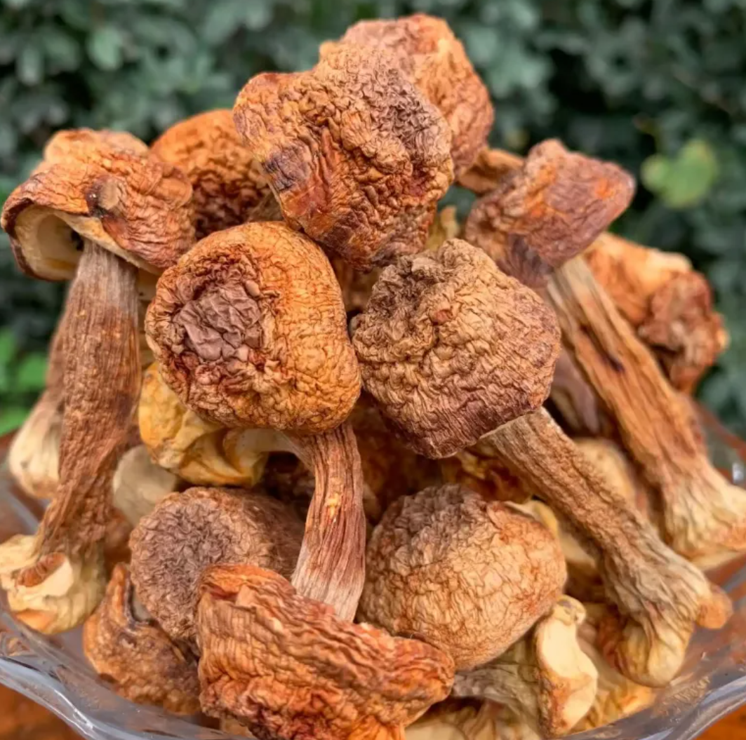 Agaricus subrufescens products