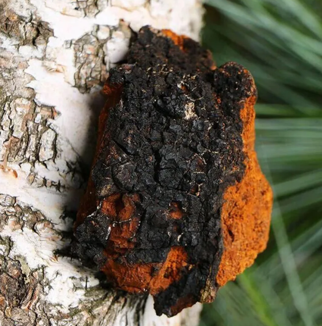 functional mushroom beverage