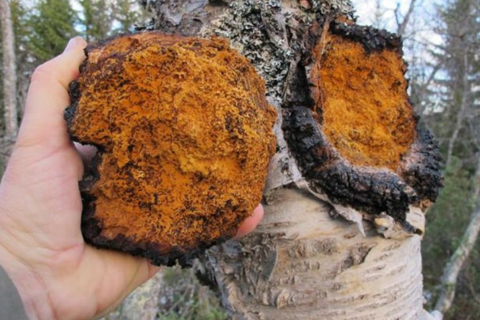 How Chaga Mushroom Solid Beverage Meets The Rising Global Trend For Functional Drink Mixes