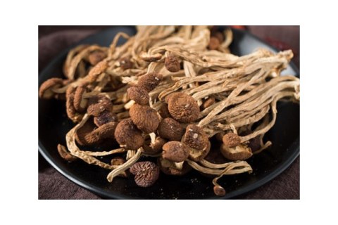 Fungi Processing Trends Practical Buying Points for 2026 Projects
