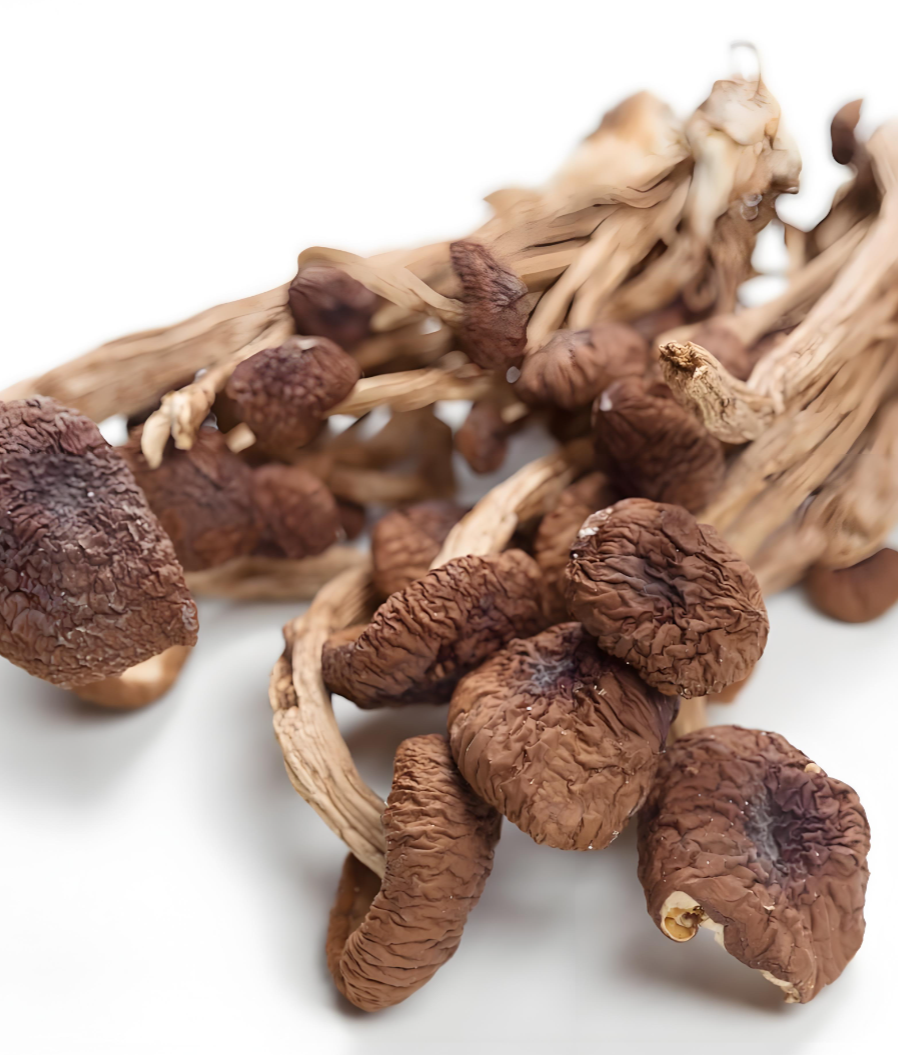 dried mushroom supplier