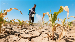 After Extreme Weather Events, the Application of Magnesium Sulfate in Agricultural Post-Disaster Reconstruction: The Key to Rapid Crop Growth Recovery