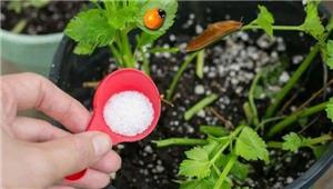 Condensed Guide to Magnesium Sulfate Fertilization