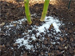 Which crops are most in need of plant 'nutritional supplements-magnesium sulfate'?