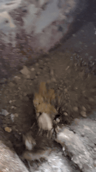 muck disposal equipment