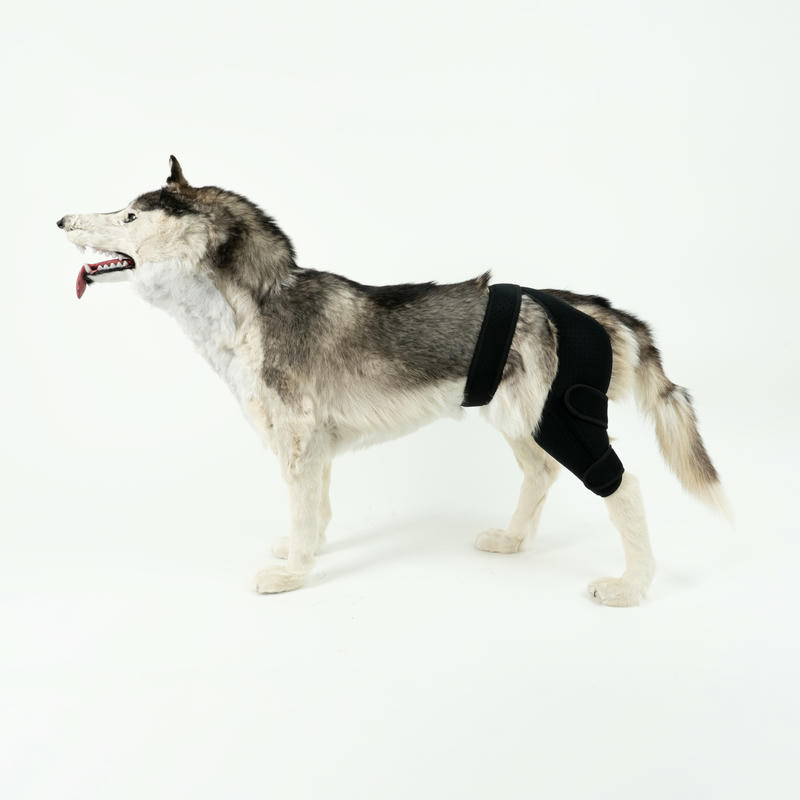 Dog Knee Brace For Torn Acl Arthritis