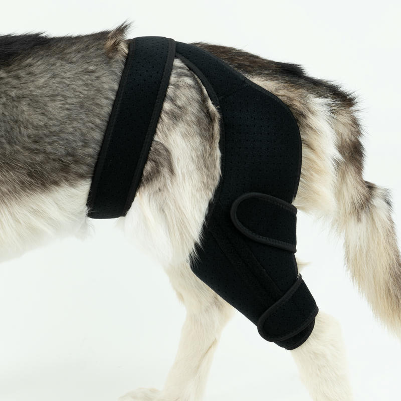 Dog Knee Brace For Torn Acl Arthritis