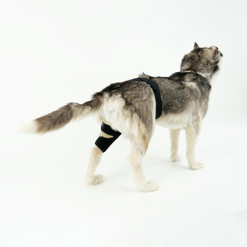 Dog Knee Brace For Torn Acl Arthritis