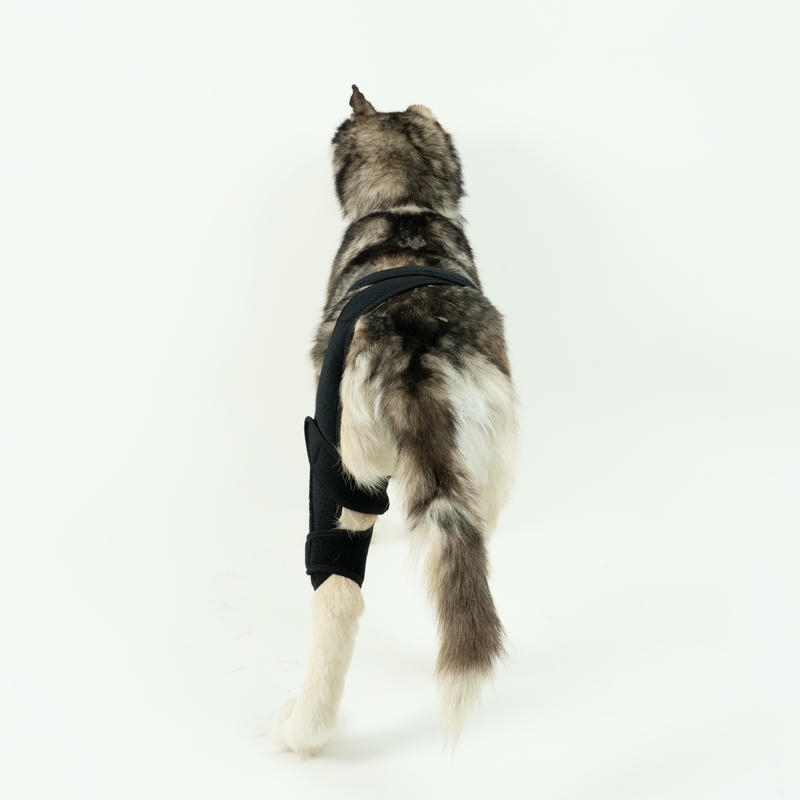 Dog Knee Brace For Torn Acl Arthritis