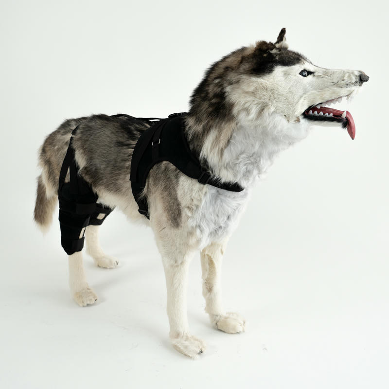 Dog Torn Acl Knee Brace With Hinged Support