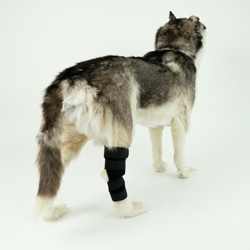 Hock Support Brace For Dog Arthritis Injury