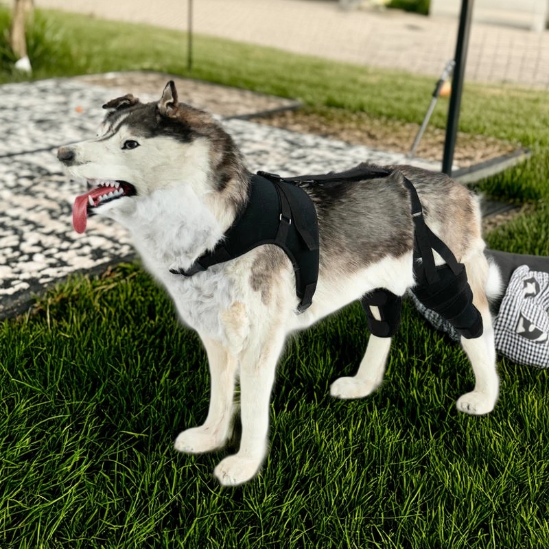 Dog Torn Acl Knee Brace With Hinged Support