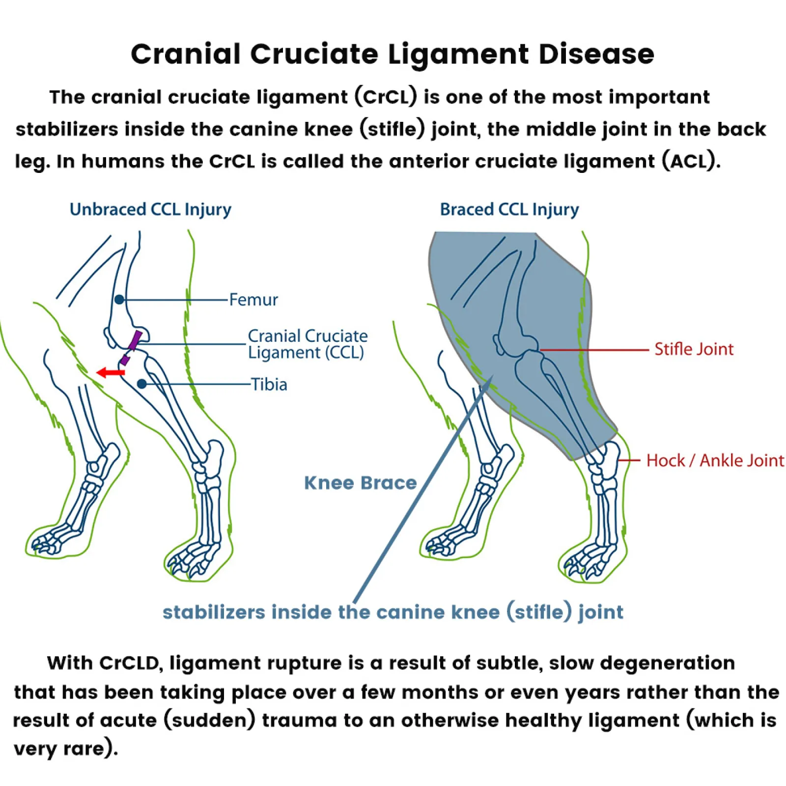 Dog Knee Brace For Torn Acl Arthritis
